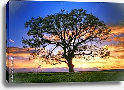 Постер Силуэт дерева на закате