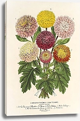 Постер Лемер Шарль Chrysanthèmes nains d’automne