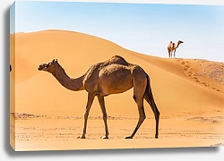 Постер Два верблюда в пустыне