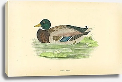 Постер Wild Duck 2