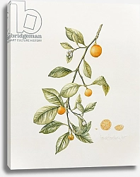 Постер Хорден Иона (совр) Ornamental Orange, 1995