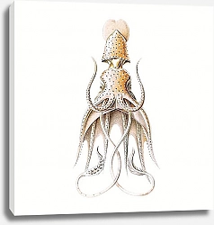 Постер Vintage squid marine life