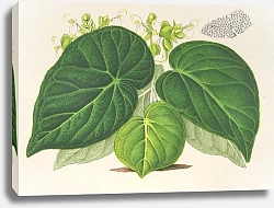 Постер Лемер Шарль Begonia imperialis