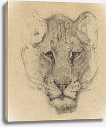 Постер Виринк Бернард Виллем Kop van een leeuwin, van voren