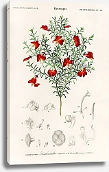 Постер Red leschenaultia (Lechenaultia formosa) 