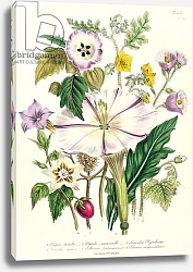 Постер Лудон Джейн (бот) Devil's Trumpet, plate 46 from 'The Ladies' Flower Garden', published 1842