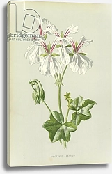 Постер Хулм Фредерик (бот) Ivy-Leaved Geranium