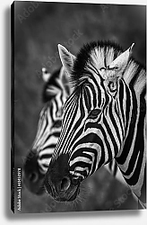 Постер Две зебры в ряд