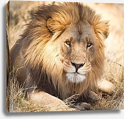 Постер Лев в Африке