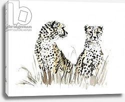 Постер Сандерс Франческа (совр) cheetah brothers, 2013,
