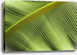 Постер зеленые волны пальмового листа