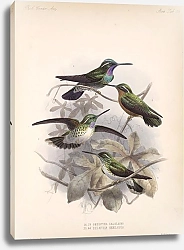 Постер Птицы J. G. Keulemans №56
