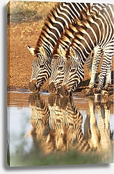 Постер Три зебры на водопое