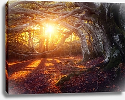 Постер Осенний лес со старыми деревьями в лучах солнца