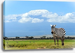 Постер Зебра в прерии на фоне Килиманджаро