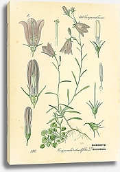 Постер Campanulaceae, Campanula rotundifolia