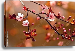 Постер Ветки цветущей сакуры в красных оттенках
