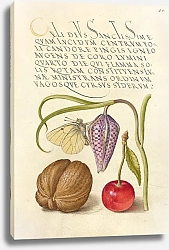Постер Хофнагель Йорис Butterfly, Snakeshead, English Walnut, and Sweet Cherry