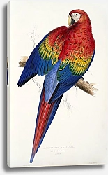 Постер Parrots by E.Lear  #4