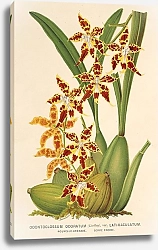 Постер Лемер Шарль Odontoglossum odoratum, var. latima-culatum