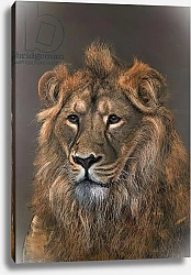 Постер Хужа Файзал (совр) Asiatic Lion, 2015, 1