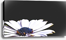 Постер Цветок белой герберы на черном фоне