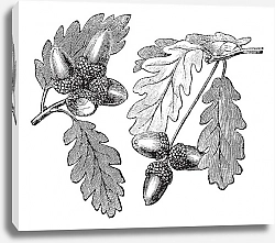 Постер English Oak vintage engraving