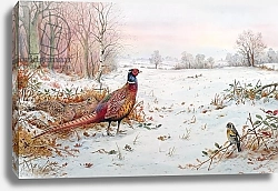 Постер Даннер Карл (совр) Pheasant and bramblefinch in the snow