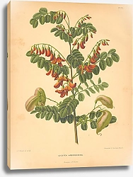 Постер Colutea Arborescens