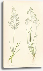 Постер Aira Alpina, a. Caryophyllea