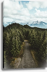 Постер Грунтовая дорога в лесу