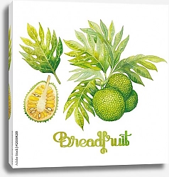 Постер Акварельные плоды хлебного дерева