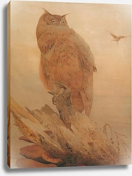 Постер Northern Eagle Owl