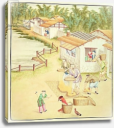 Постер Школа: Китайская Chinese Peasants Sifting Rice