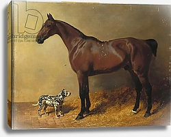 Постер Херринг Джон A Bay Hunter and a Spotted Dog in a Stable Interior, 1846