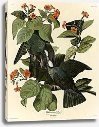 Постер White-crowned Pigeon