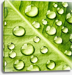 Постер Зеленый лист с каплями воды 9