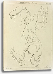Постер Рубенс Петер (Pieter Paul Rubens) Studies of a man’s chest, biceps, and shoulders