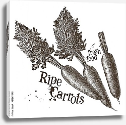 Постер Иллюстрация с морковками
