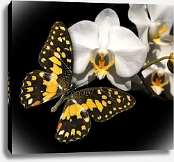 Постер Белая орхидея и бабочка на черном фоне