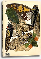 Постер Insects by E. A. Seguy №12