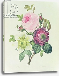 Постер Редюти Пьер Rose, anemone and Clematide, from 'Les Roses', 19th century