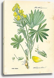 Постер Leguminosae, Lupinus luteus