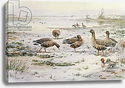 Постер Даннер Карл (совр) White Fronted Geese