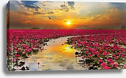 Постер Тайланд. Цветущие лотосы на закате