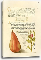 Постер Хофнагель Йорис Pear, French Rose, and Caterpillar