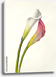 Постер Два акварельных цветка калла