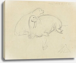Постер Сауэрби Джеймс Two Walruses with Detail of Flippers