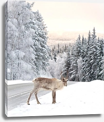 Постер Олень на краю дороги в зимнем лесу