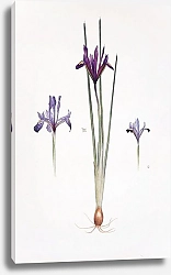 Постер Iris reticulata, Iris histrio var. orthopetala and Iris Bakeriana